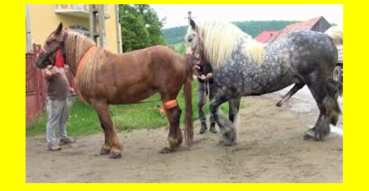 Horse and Bridge horse saxy and video 😂