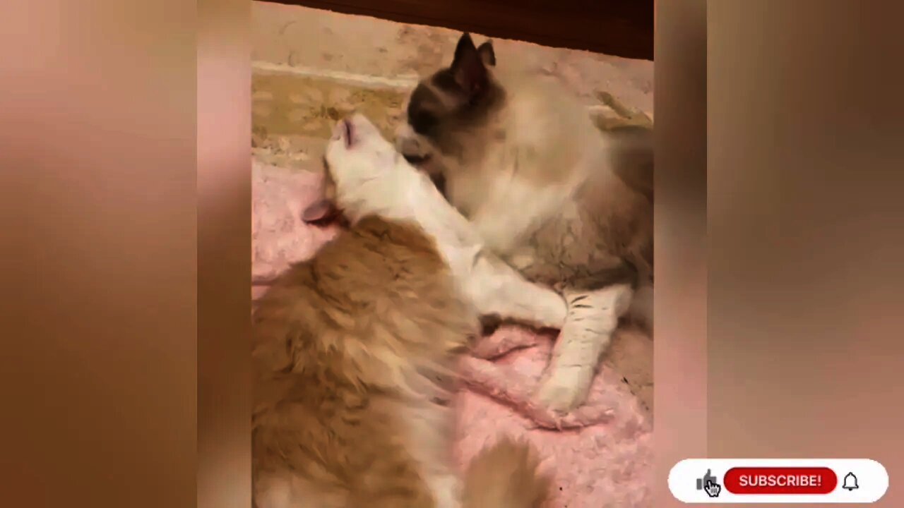 amazing cat and kitten videos