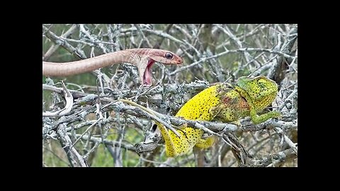 Chameleon Bites Venomous Snake While Being Attacked