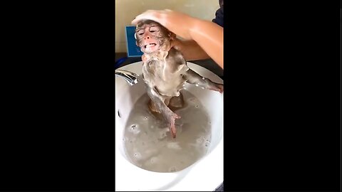 Washing cute baby Monkey