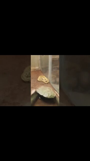 Three different types of snakes. Guess the names if you can. 🤪