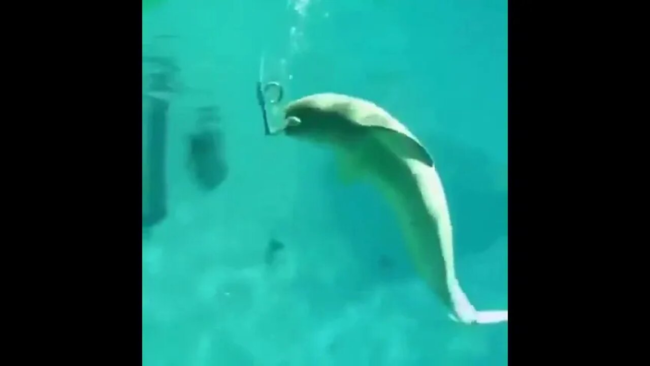 Ocean Hookah