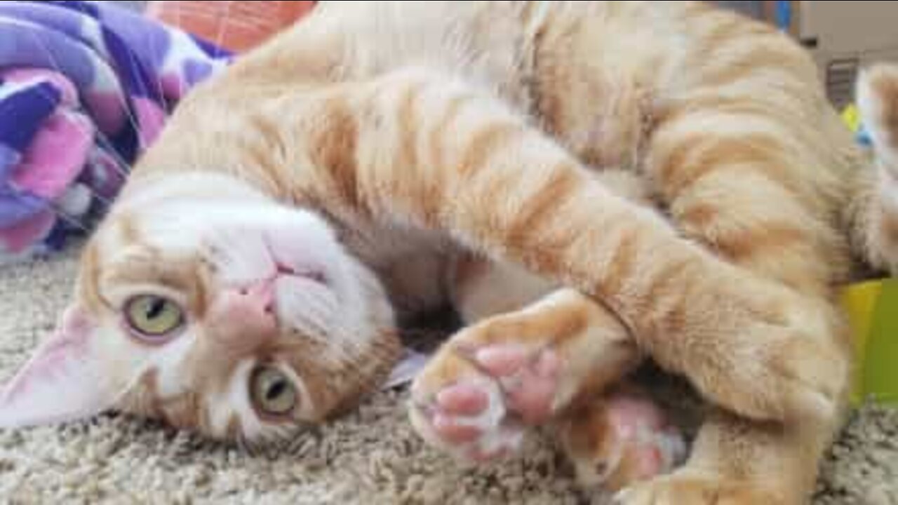 Cat helps owner clean the house