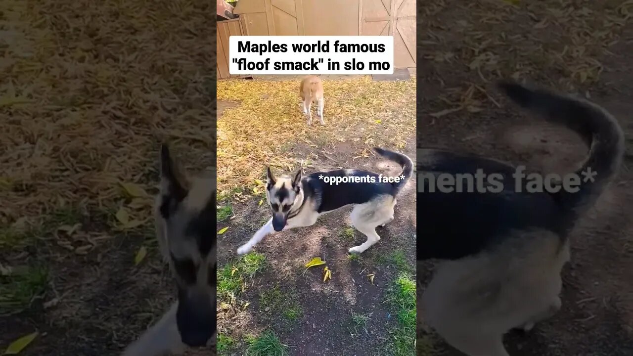 Maple Demonstrates A Floof Smack #shorts #doggo