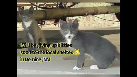 Kitties