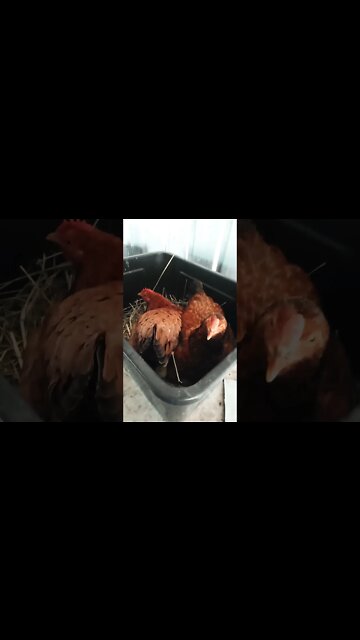 Good morning Forest and Chook chook sitting on eggs