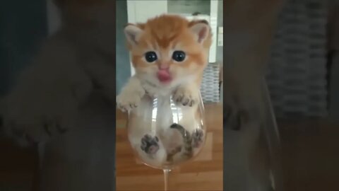 A glass of Cat #shorts