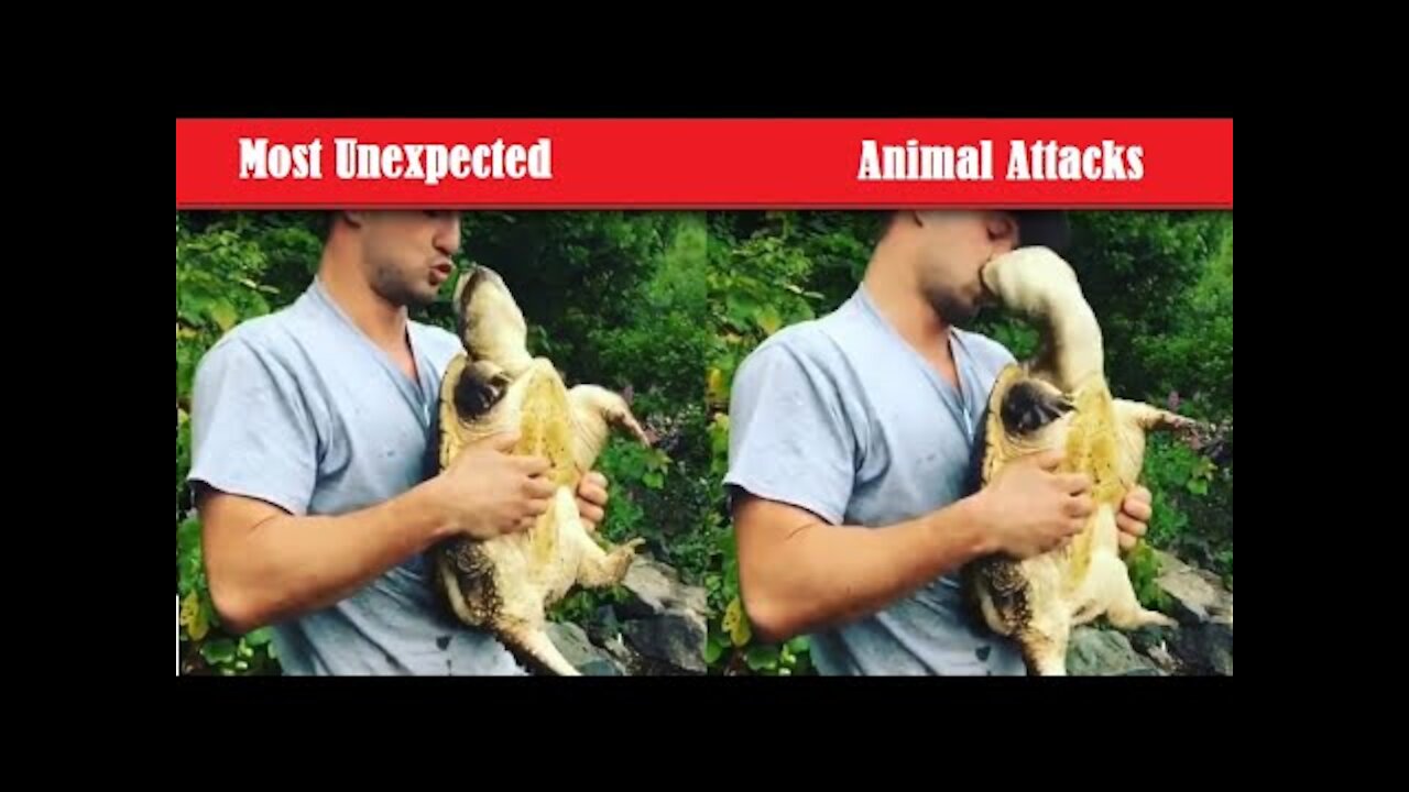 The Most Unexpected Funniest Animal ATTACKS Compilation | Animals Attacks Fails- #UltimateFails