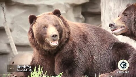 Explore the Detroit Zoo