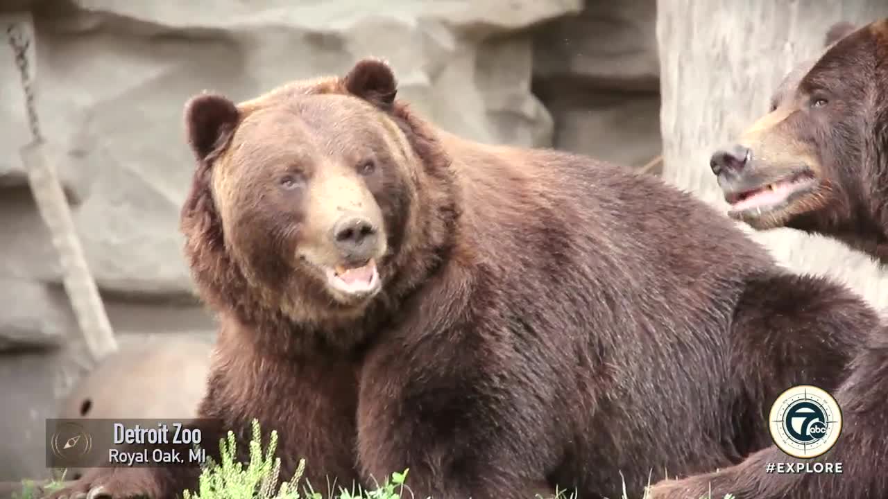 Explore the Detroit Zoo