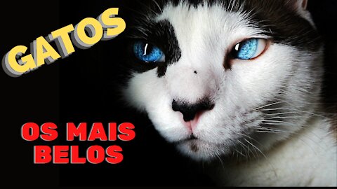 GATOS OS MAIS BELOS