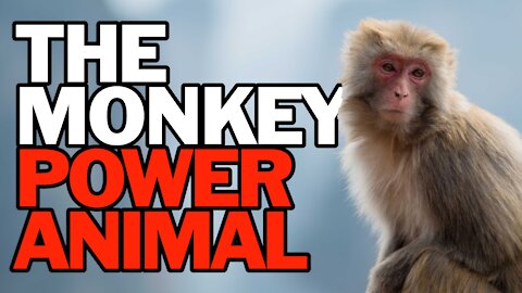 The Monkey Power Animal