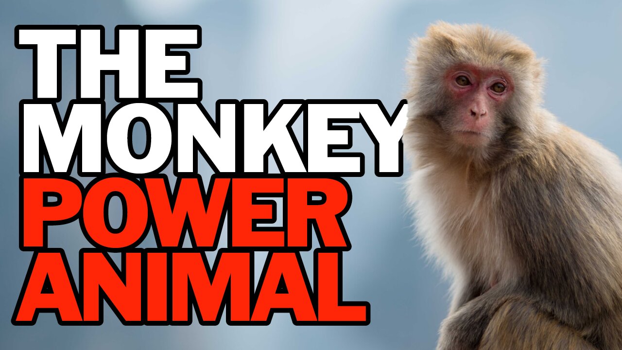 The Monkey Power Animal