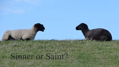 Sinner or Saint