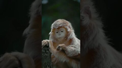 East Javan Langur...🐒😍 #shorts #animals