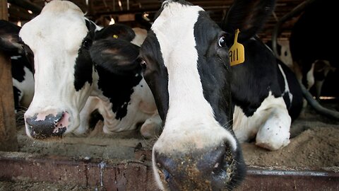 Borden Is The Latest U.S. Dairy Producer To File For Bankruptcy