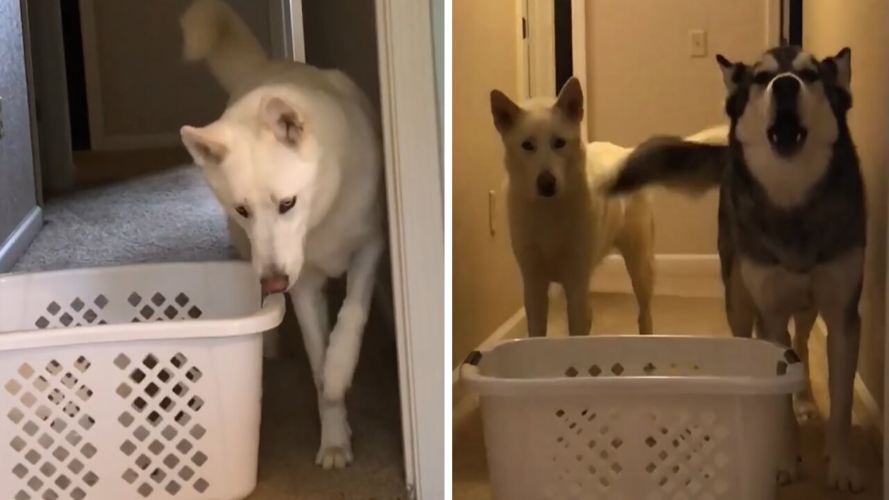 Laundry basket challenge yields opposite results for these two huskies