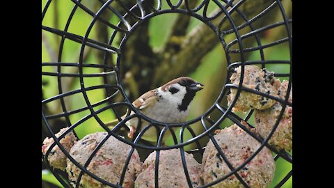 Sparrow Sperling Bird