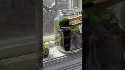 Make A Terrarium With Me Tiktok catpiss42