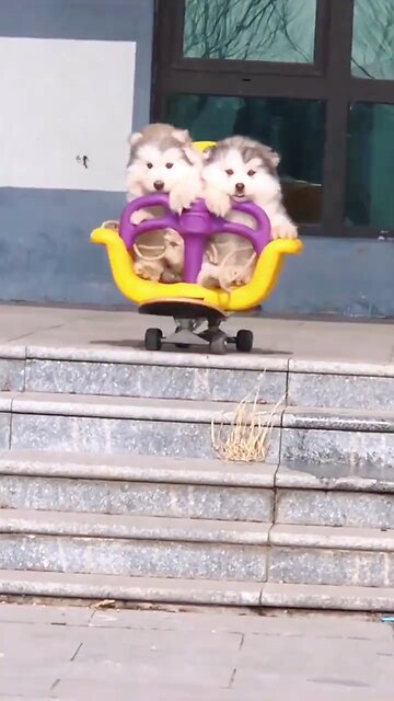 beautiful huskies| how to train the husky kids