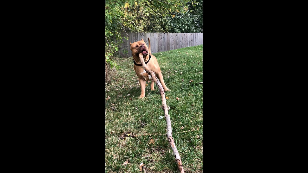 MASSIVE Pit Bull finds a stick (entire tree branch) big enough for him! 🦁🪵😆