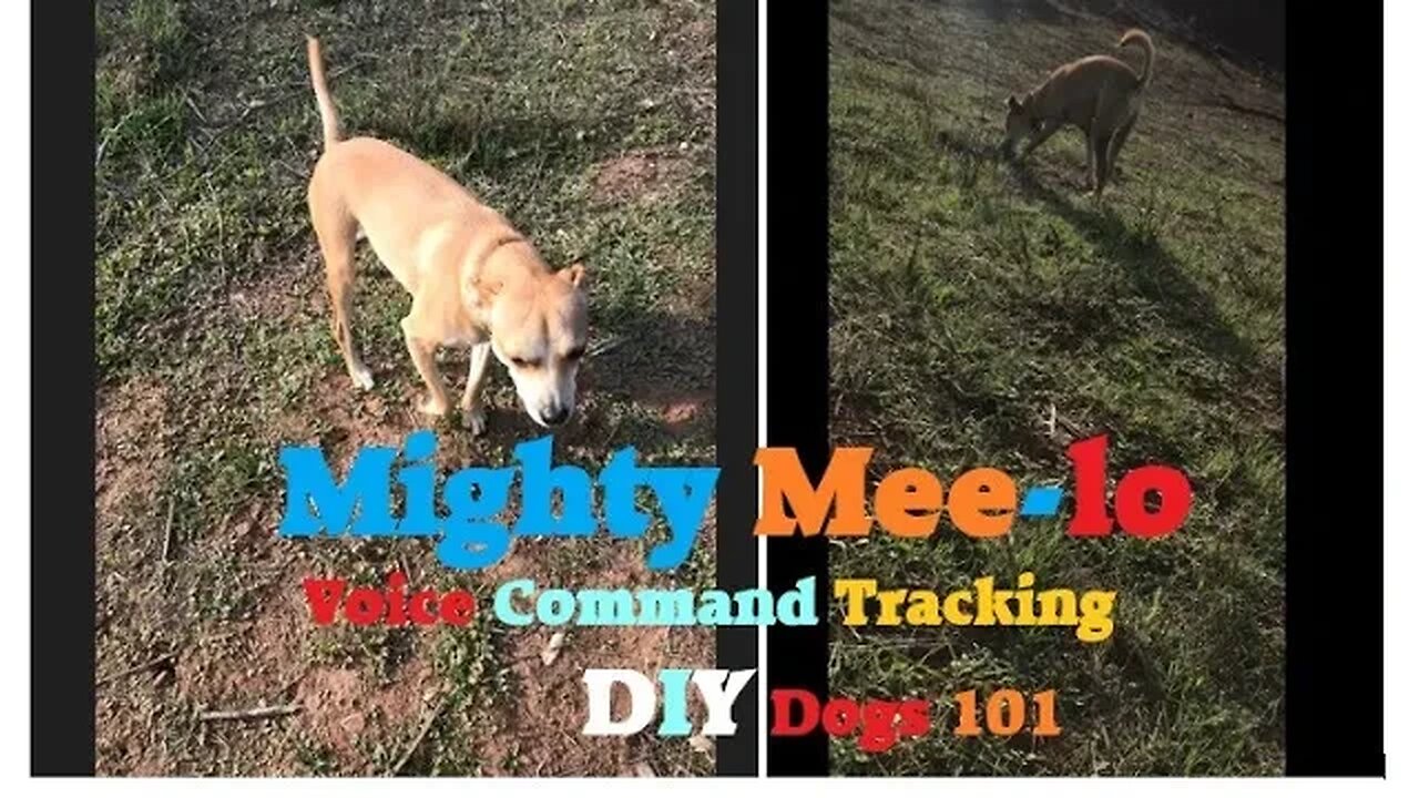 DOGS Voice Command | Tracking to Get Gopher | Dog Easy 101 | DIY in 4D Good Boy