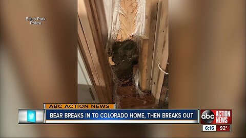 'Like the Kool-Aid man:' Bear makes great escape out of Colorado home