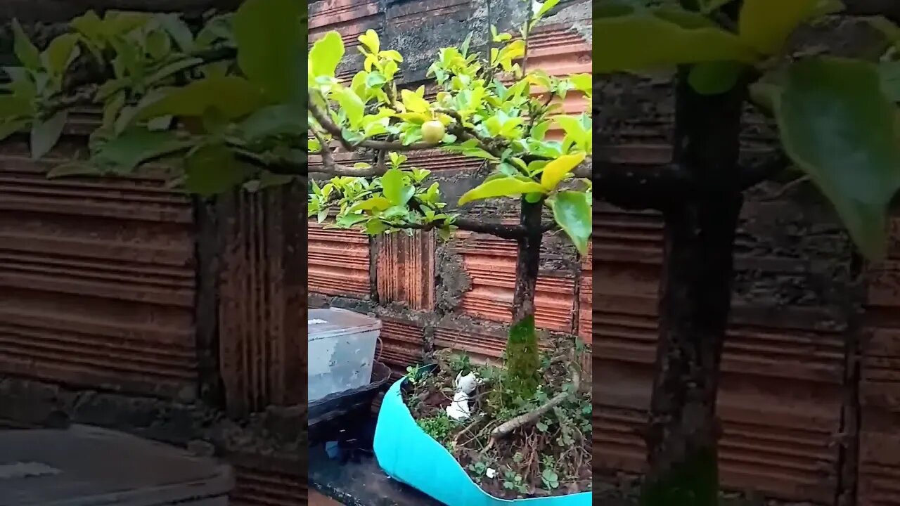 Bonsai de Acerola com acerola