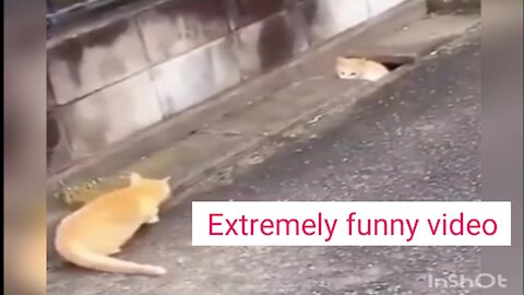 Extremely funny video cats