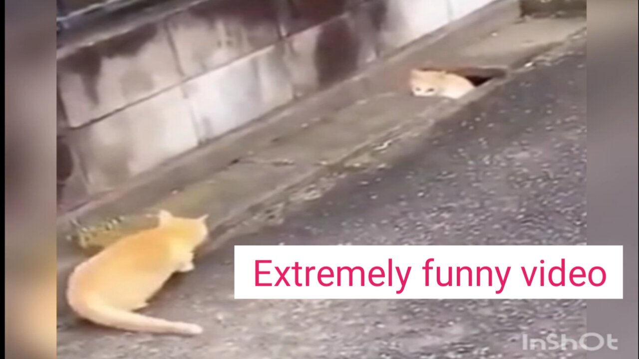 Extremely funny video cats