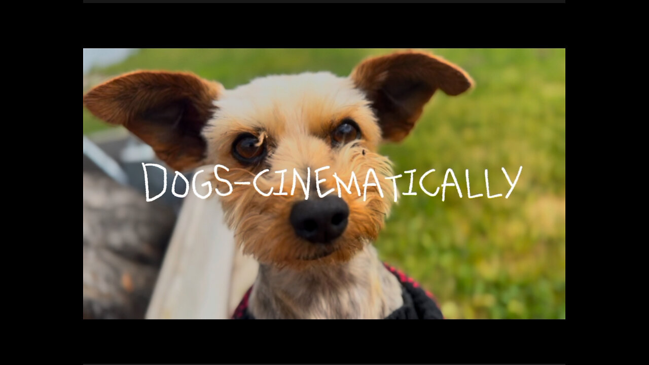 Dogs- a cinematic Christian short film