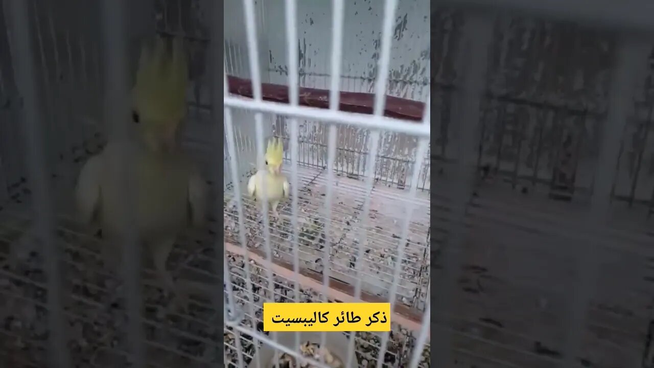 طائر كاليبسيت لاتينو