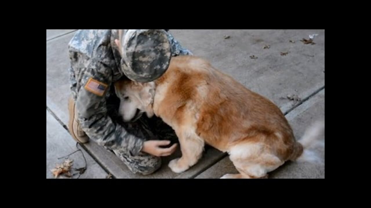 TRY NOT TO CRY CHALLENGE - Dog Reunited With Owner - Dogs Meet Their Owner After Long Time