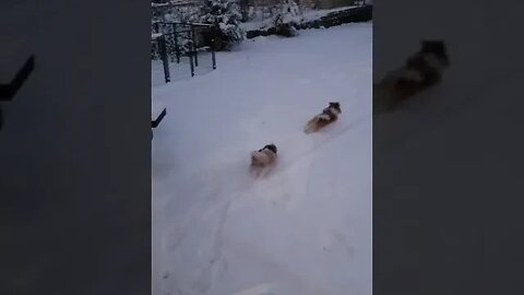 Dogs playing with snow #shorts #dogs