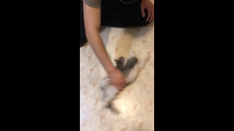 Donny Kitty Gets Spun