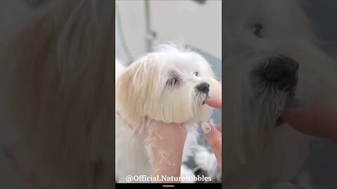 Maltese puppy gets a new hair cut