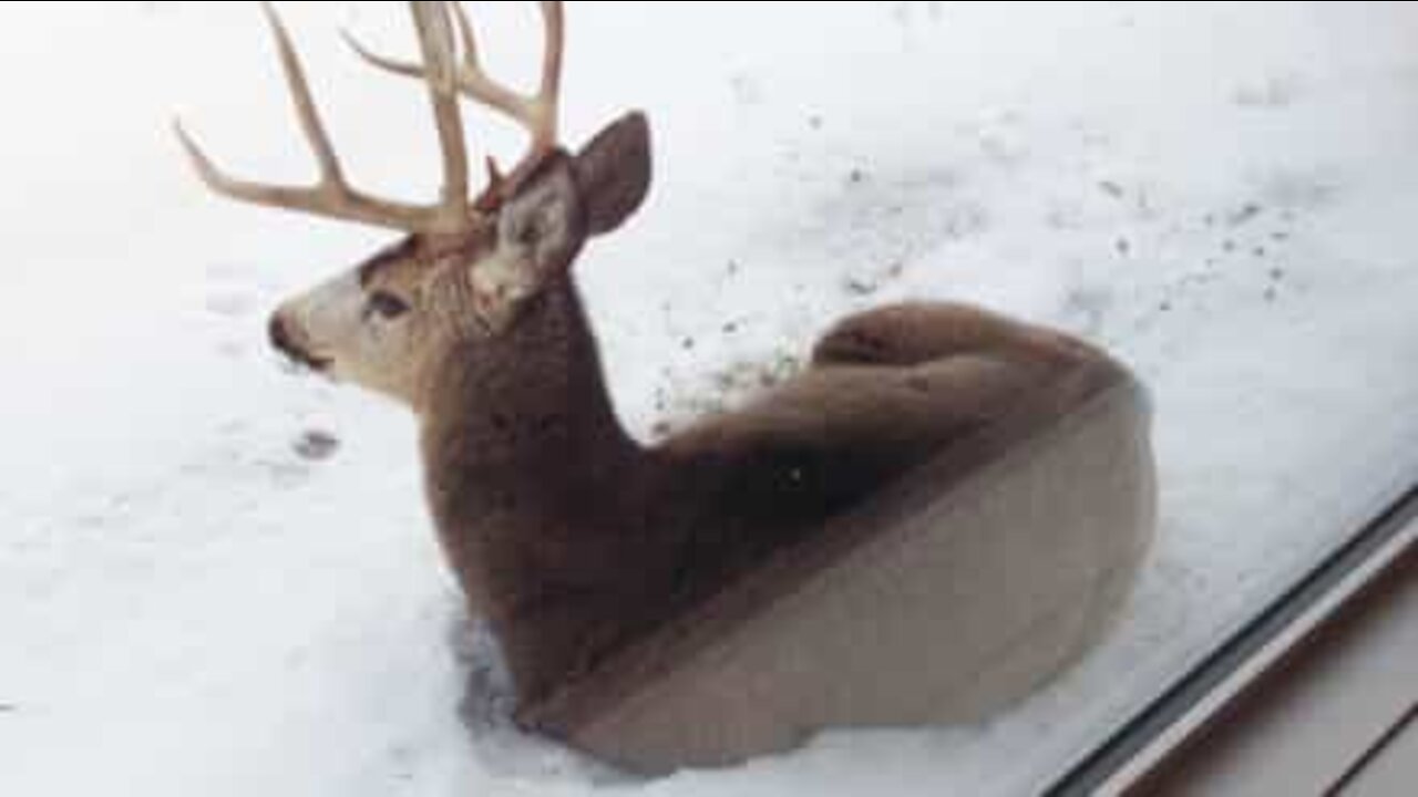 Deer chilling out in front of house in Canada