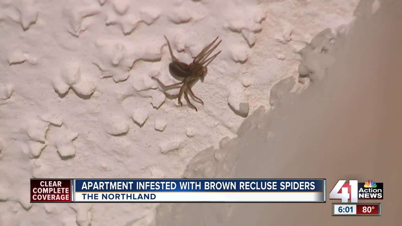 Brown recluse spiders invade Northland apartment, tenant wants to move out