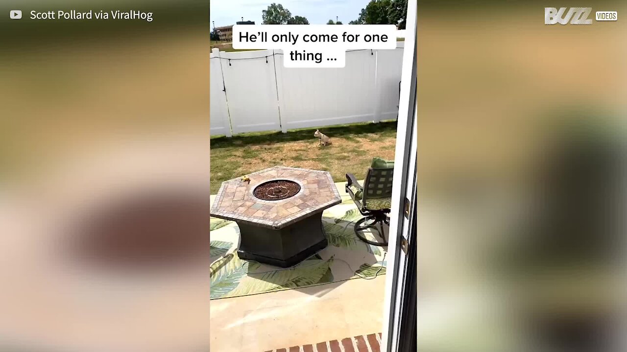 Dog only responds to cookie jar call