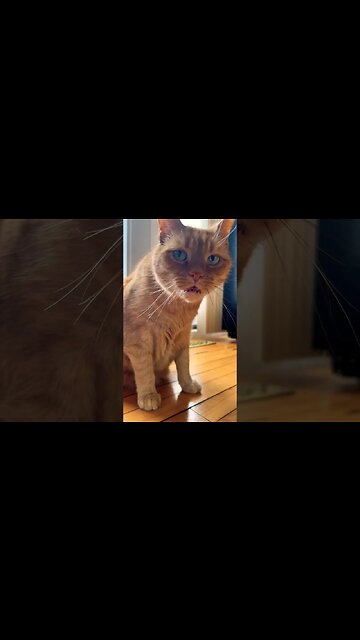 The Loudest Cat Meows 🐱 #catvideos