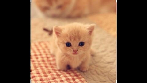 You will not be able to resist this cute cat