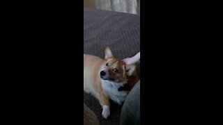 Corgi massage