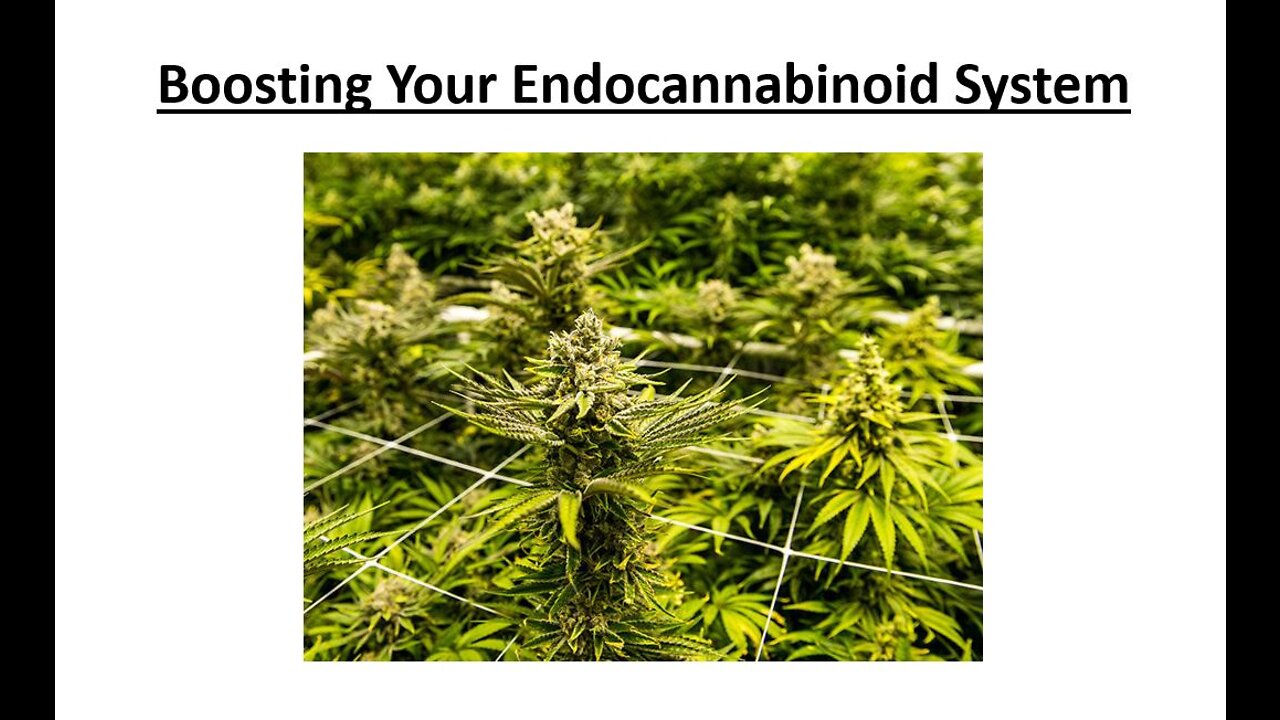 Boosting Your Endocannabinoid System