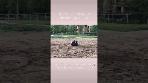 Small dog always goes for the biggest dog at the park