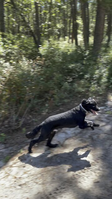 Zephyr loves the woods
