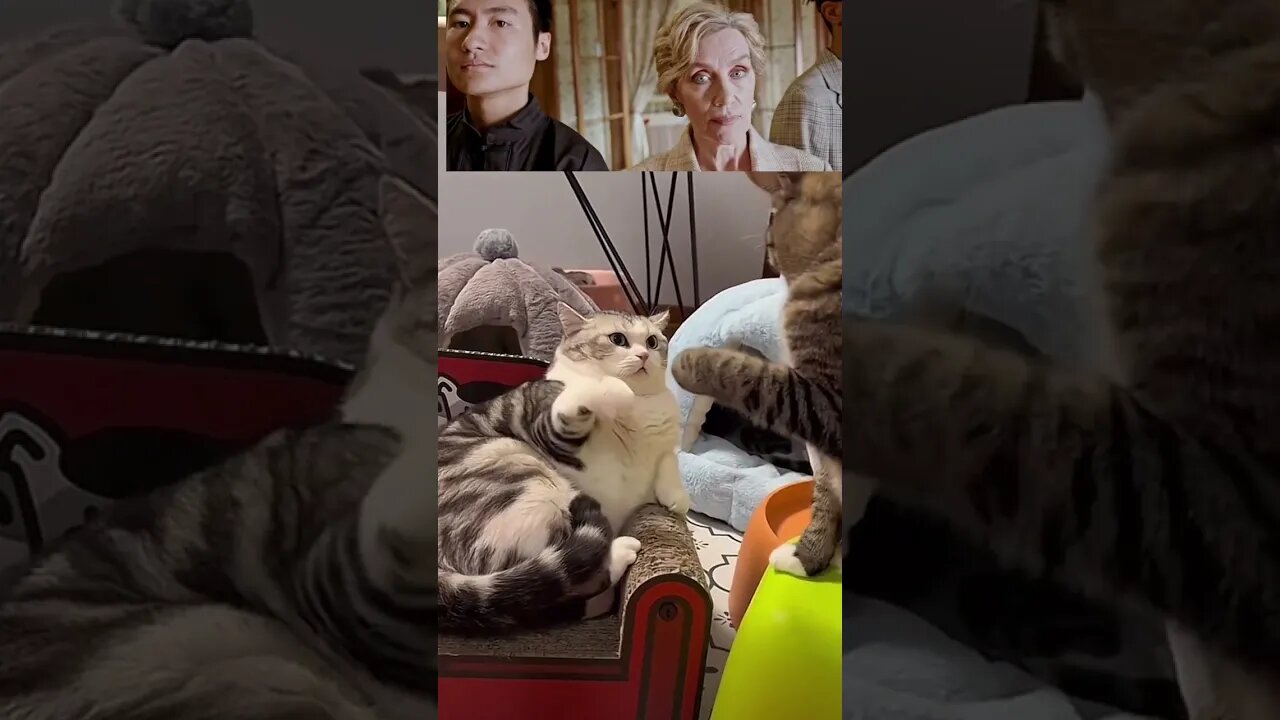 #domestic cat fighting#funny