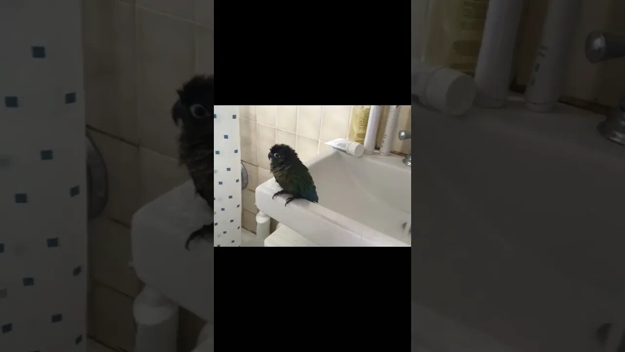 My bird having a fun time! 💦🚿