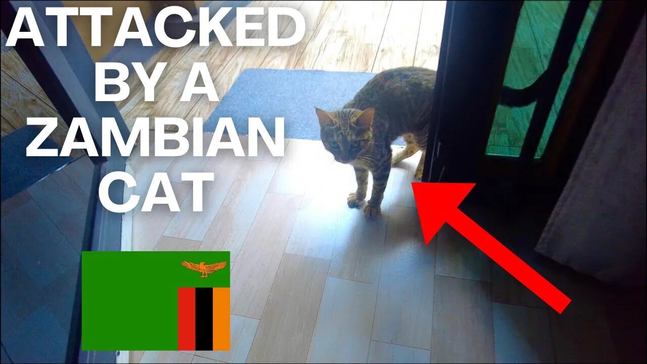 How To Survive A Cat Attack In Zambia