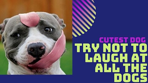 Try not to laugh at all the DOGS 🤣🐶Cutest Dog 🐶