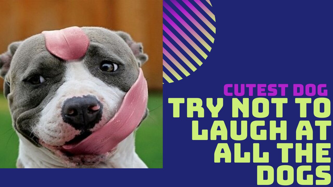 Try not to laugh at all the DOGS 🤣🐶Cutest Dog 🐶